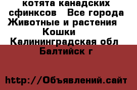 котята канадских сфинксов - Все города Животные и растения » Кошки   . Калининградская обл.,Балтийск г.